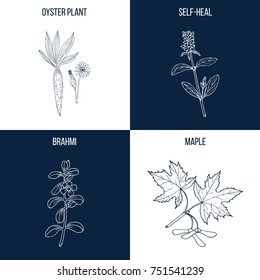 Vector collection of four hand drawn medicinal and eatable plants, oyster plant, brahmi, maple, self-heal