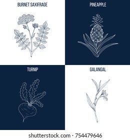 Vector collection of four hand drawn medicinal and eatable plants, burnet saxifrage, pineapple, turnip, galangal