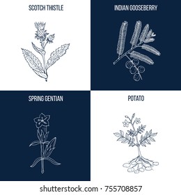 Vector collection of four hand drawn medicinal and eatable plants, scotch thistle, indian gooseberry, spring gentian, potato