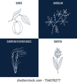 Vector collection of four hand drawn medicinal and eatable plants, quince, jiaogulan, feather grass, swertia