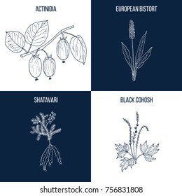 Vector collection of four hand drawn medicinal and eatable plants, actinidia, european bistort, shatavari, black cohosh