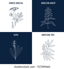 Vector collection of four hand drawn medicinal and eatable plants, chinese angelica, wood cow-weed, kutki, amur cork tree