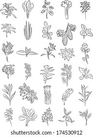 vector collection of fresh herbs in line art 