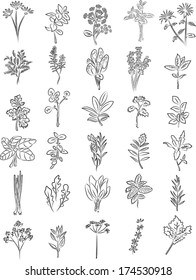 vector collection of fresh herbs in line art