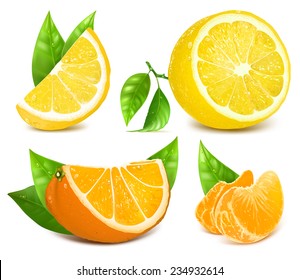 Vector collection of fresh ripe citrus fruits: lemons and oranges with leaves.