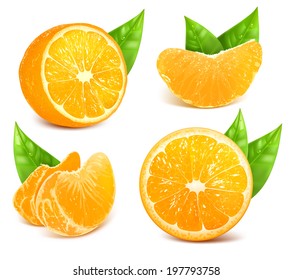 Vector collection of fresh ripe oranges with leaves.