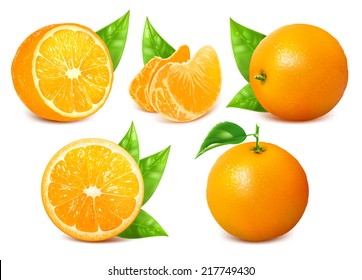 Vector collection of fresh ripe oranges with leaves.