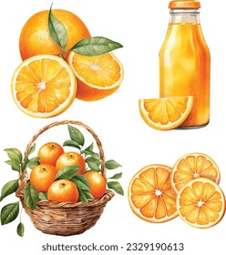 Vector collection of fresh ripe oranges and juice with leaves.