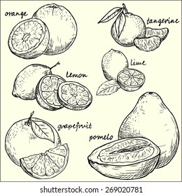 vector collection fruit / fruit  - vector linear drawing.