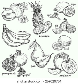 vector collection fruit / fruit  - vector linear drawing.