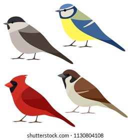 Vector collection of garden bird. Sparrow, Northern cardinal, Blue tit, Marsh tit isolated on white background. Colorful bird set in flat style 