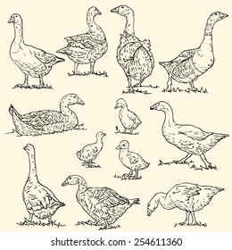 Vector collection of goose / Geese. Line drawing