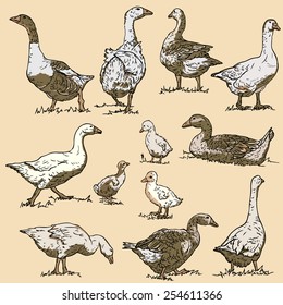 Vector collection of goose / Geese. Line drawing