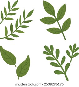 Die Vektorsammlung der grünen Blätter ist ein Satz von grafischen Elementen mit verschiedenen Zeichnungen der Blätter von verschiedenen Formen und Größen. Isolierte Objekte auf transparentem Hintergrund