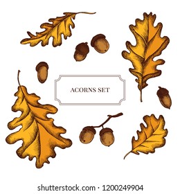 Vector collection of hand drawn acorns and oak leaves