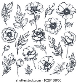 Vector collection of hand drawn anemone flowers, buds and leaves in sketch style isolated on white background. Beautiful floral elements for spring design or coloring book.