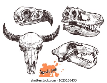 Vector collection of hand drawn animals skulls. Sketch skulls of eagle, dinosaur t-rex, lion and buffalo
