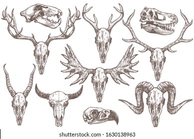 Vector collection of hand drawn animals skulls. Sketch skulls of eagle, dinosaur t-rex, lion, antelope, sheep, deer, elk, moose and buffalo. Engraved set of skeletons