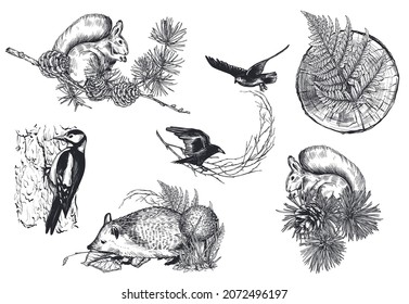 Vector collection of hand drawn animals, birds and plants. Forest scenes on white background. Set of monochrome illustrations in sketch style.