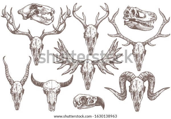 Vector collection of\
hand drawn animals skulls. Sketch skulls of eagle, dinosaur t-rex,\
lion, antelope, sheep, deer, elk, moose and buffalo. Engraved set\
of skeletons