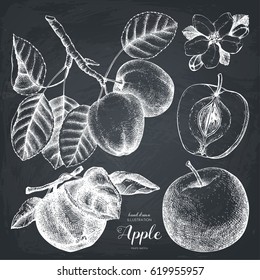 Vector collection of hand drawn apple  illustration. Vintage set of fruits sketch on chalkboard. Botanical garden drawing. 