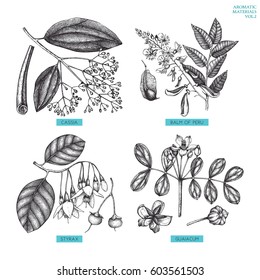Vector collection of hand drawn Aromatic plants illustration. Perfumery and cosmetics ingredients sketch set.