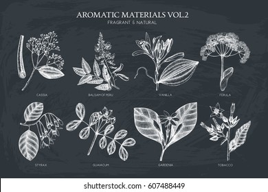 Vector collection of hand drawn Aromatic plants illustration. Perfumery and cosmetics ingredients sketch set on chalkboard