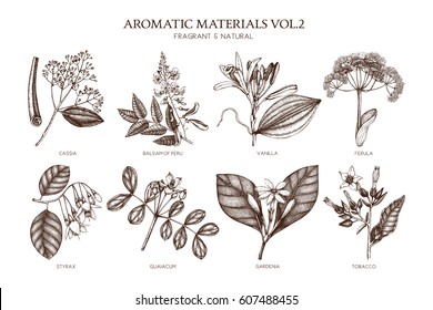 Colección vectorial de la ilustración de plantas aromáticas extraídas a mano. Conjunto de bosquejos de ingredientes de perfumería y cosmética.