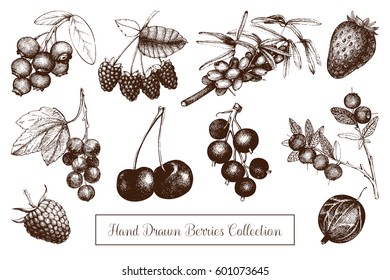 Vector collection  of hand drawn berries illustrations. Vintage sketches set . High detailed food elements.