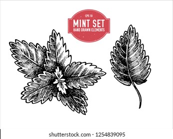 Vector collection of hand drawn black and white mint