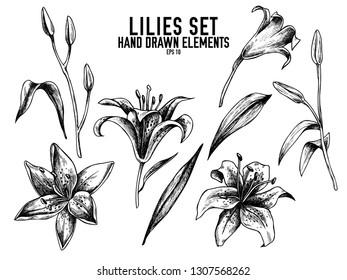 Vector collection of hand drawn black and white lilies