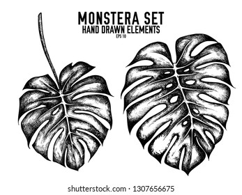 Vector collection of hand drawn black and white monstera