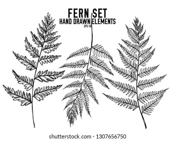 Vector collection of hand drawn black and white fern