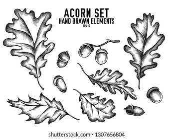 Vector collection of hand drawn black and white acorn