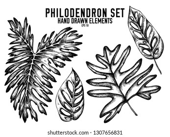 Vector collection of hand drawn black and white philodendron