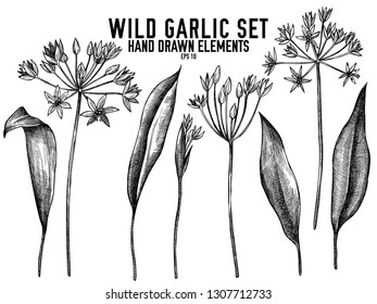 Vector collection of hand drawn black and white wild garlic