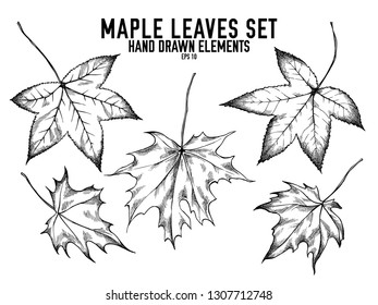 Vector collection of hand drawn black and white maple leaves