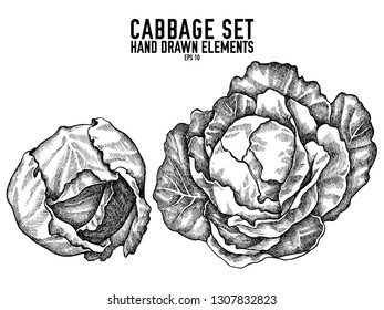 Vector collection of hand drawn black and white cabbage