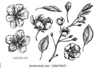 Vector collection of hand drawn black and white sakura
