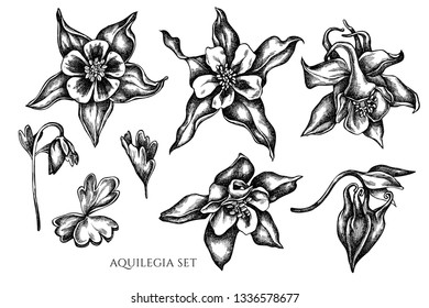 Vector collection of hand drawn black and white aquilegia