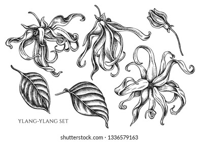 Vector collection of hand drawn black and white ylang-ylang