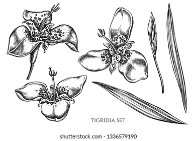Vector collection of hand drawn black and white tigridia