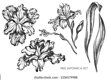 Vector collection of hand drawn black and white iris japonica