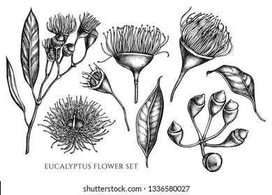 Vector collection of hand drawn black and white eucalyptus flower svg