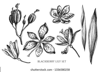 Vector collection of hand drawn black and white blackberry lily