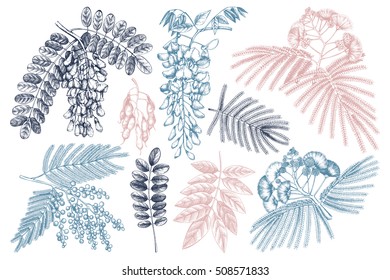 Vector collection of hand drawn blossomed Fabaceae plants. Vintage illustration on Wisteria, Silver wattle, Albizia, Black Locust with flowers, beans and leaves on white background.