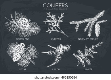 Vector collection of hand drawn botanical conifers illustration. Vintage evergreen plants sketch set. Christmas decoration elements on chalkboard