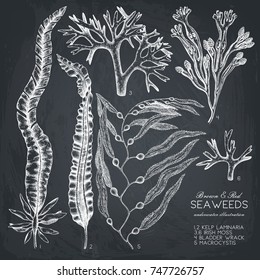 Vector collection of hand drawn brown and red seaweeds illustrations. Vintage set of sea algae isolated on chalkboard. Underwater sketch.