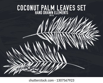 Vector collection of hand drawn chalk coconut palm leaves