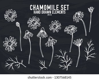 Vector collection of hand drawn chalk chamomile
